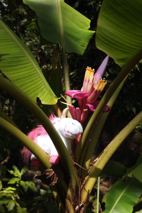 unicorn with banana flower