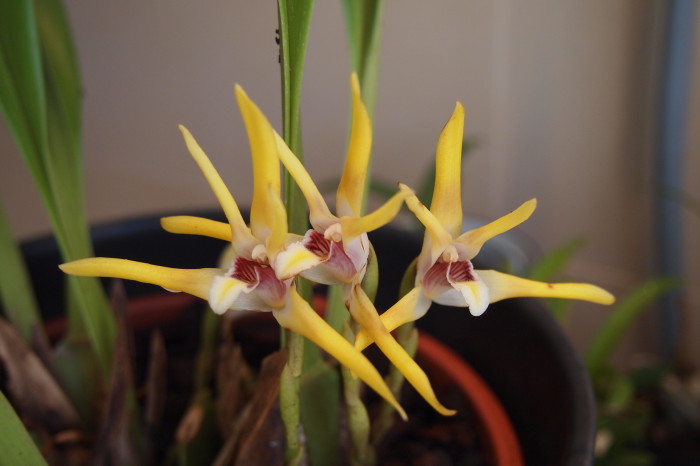 Maxillaria Luteo-Alba