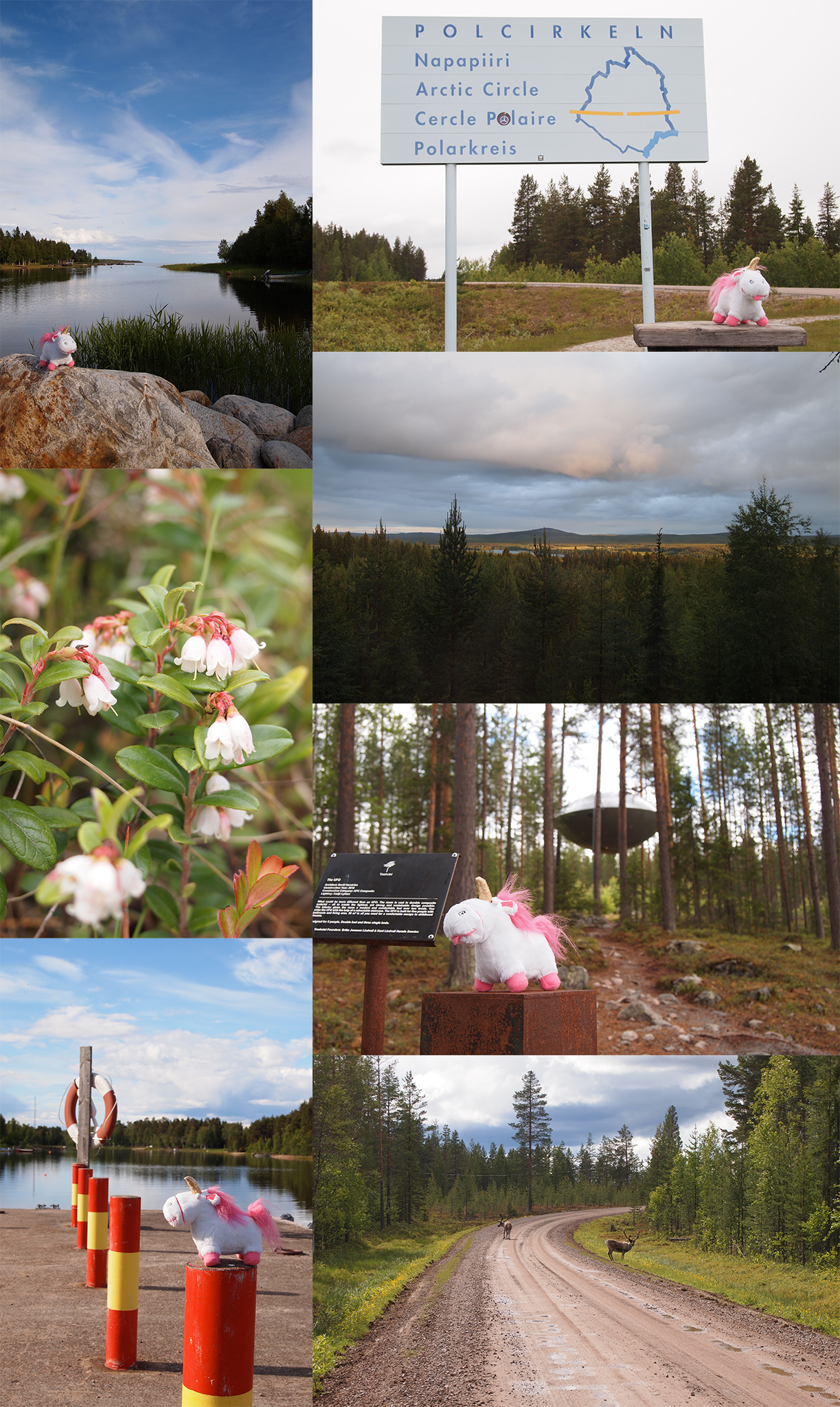 In Lapland Uni saw reindeer, lingonberry flowers, the polar circle, lots of forest ... and an UFO!