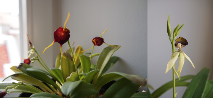 Left: Masdevallia scitula, right: Encyclia cochleata