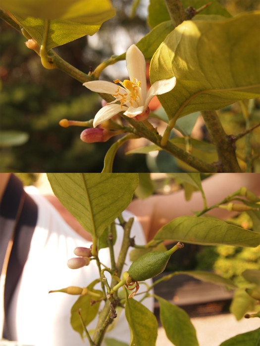 Lemon tree with flowers and fruits in Millesgården, Stockholm