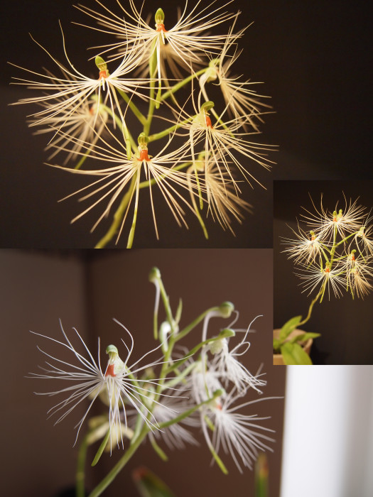 Flowering once a year, before retreating to the soil for a well earned winter sleep.