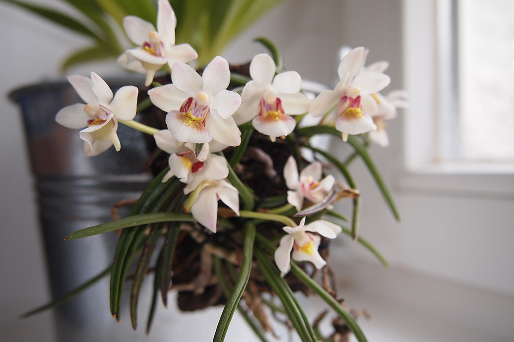 Holcoglossom flavescens, an endemic orchid of Yunnan, China. 
