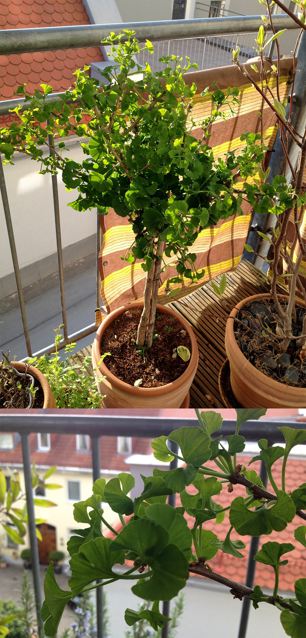 Ginkgobaum und Eulen am Balkon? Noch mehr Alter und Weisheit wäre schwer auszuhalten!