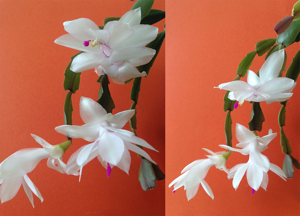 white Schlumbergera flowers bring joy into the gray day at the office!