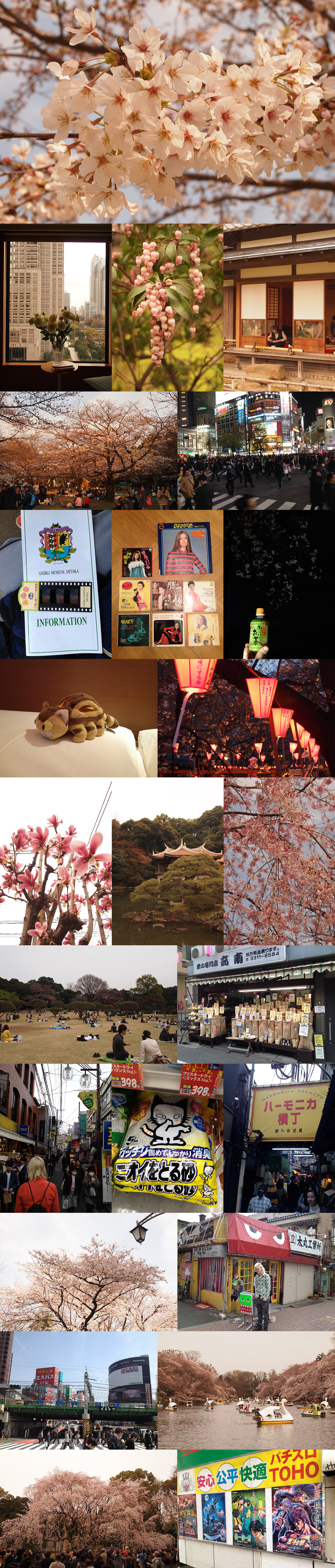 Skyscrapers, tea houses, manga, anime, Studio Ghibli, catbuses, wicked 60s vinyl, crowded streets with screaming screens and loudspeakers, quiet japanese gardens, lonely magnolia trees, rice merchants, labyrinthic train stations, hot green tea from vending machines, and of course cherry trees, cherry trees and more cherry trees!