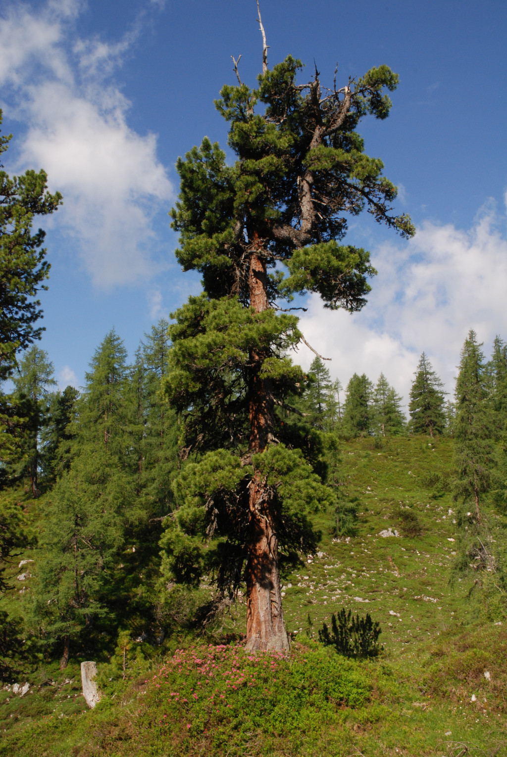 Pinus cembra