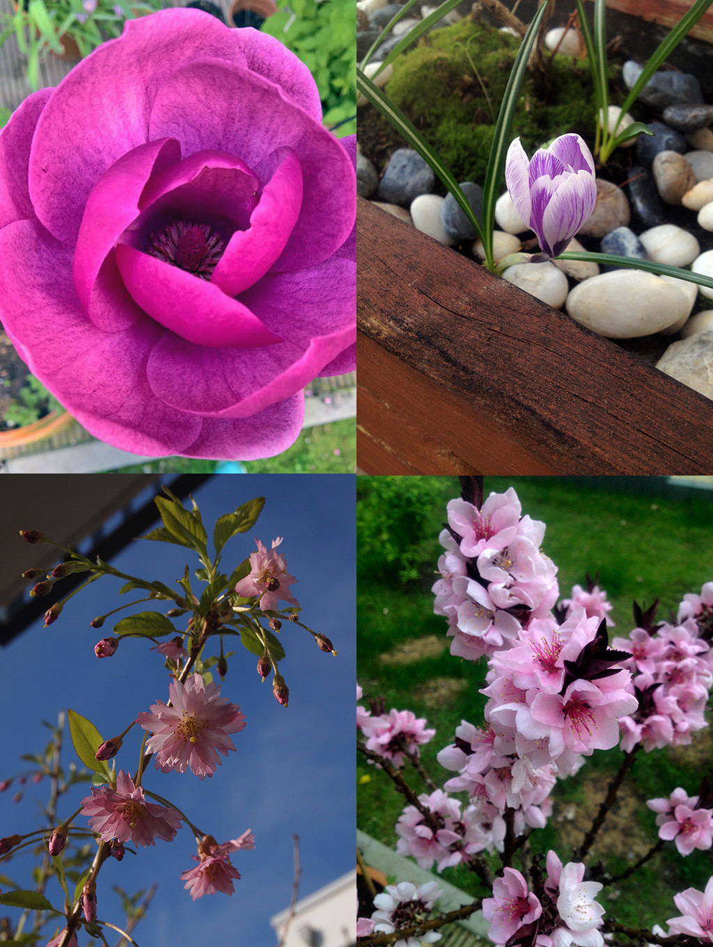 Joint flower power (ltr, ttb): Magnolia "Black Tulip", Crocus, Cherry "Fukubana", Peach